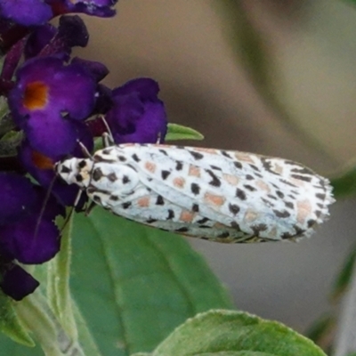 Utetheisa pulchelloides (Heliotrope Moth) at Hughes, ACT - 4 Feb 2021 by JackyF