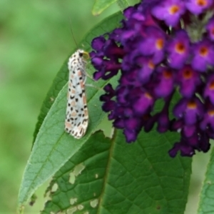 Utetheisa pulchelloides at Hughes, ACT - 4 Feb 2021