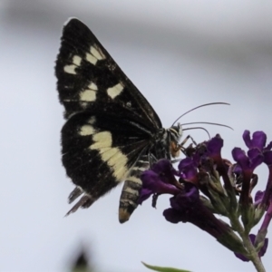 Cruria donowani at Hughes, ACT - 5 Feb 2021 11:33 AM