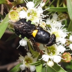 Odontomyia hunteri (Soldier fly) at Acton, ACT - 5 Feb 2021 by HelenCross