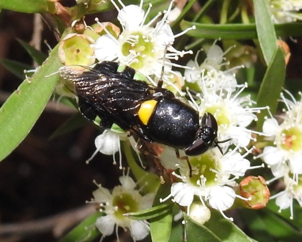 Odontomyia sp. (genus) at Acton, ACT - 5 Feb 2021