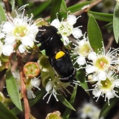 Odontomyia hunteri at Acton, ACT - 5 Feb 2021