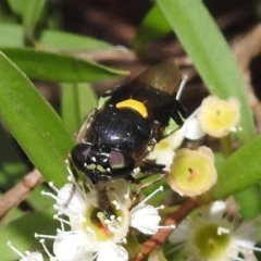 Odontomyia hunteri at Acton, ACT - 5 Feb 2021