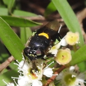 Odontomyia hunteri at Acton, ACT - 5 Feb 2021