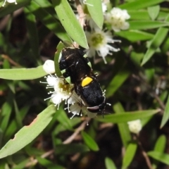 Odontomyia hunteri at Acton, ACT - 5 Feb 2021