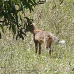 Vulpes vulpes (Red Fox) at Hughes, ACT - 4 Feb 2021 by JackyF