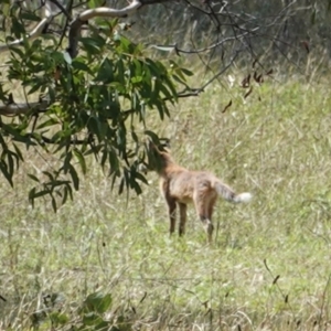 Vulpes vulpes at Hughes, ACT - 4 Feb 2021 10:42 AM