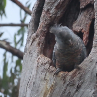 Callocephalon fimbriatum (Gang-gang Cockatoo) at Red Hill, ACT - 5 Feb 2021 by roymcd