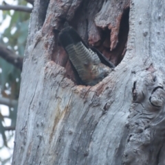 Callocephalon fimbriatum at Red Hill, ACT - suppressed