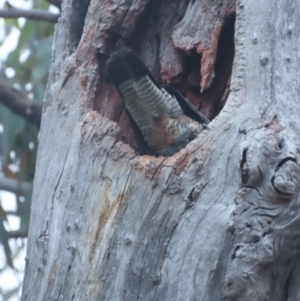 Callocephalon fimbriatum at Red Hill, ACT - 5 Feb 2021