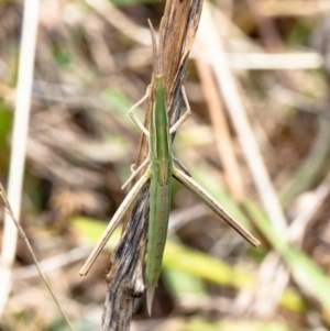 Acrida conica at Molonglo River Reserve - 3 Feb 2021