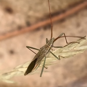 Mutusca brevicornis at Murrumbateman, NSW - 5 Feb 2021 04:52 PM