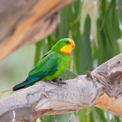 Polytelis swainsonii (Superb Parrot) at Red Hill to Yarralumla Creek - 8 Jan 2021 by JackyF