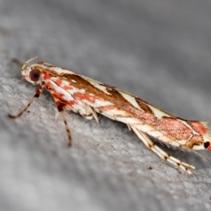 Macarostola undescribed species nr ida at Melba, ACT - 21 Nov 2020 12:45 AM