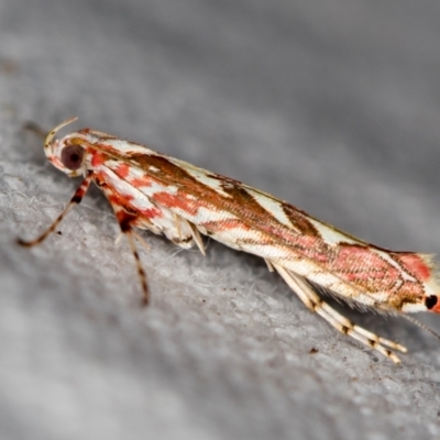 Macarostola undescribed species nr ida (A Leaf Miner (Gracillariidae)) at Melba, ACT - 21 Nov 2020 by Bron