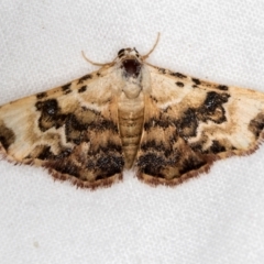 Corgatha molybdophaes (Encrusted Hookwing) at Melba, ACT - 21 Jan 2021 by Bron