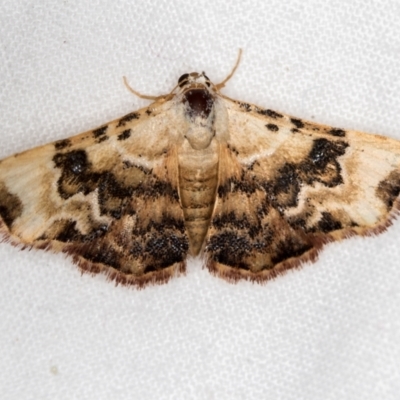 Corgatha molybdophaes (Encrusted Hookwing) at Melba, ACT - 21 Jan 2021 by Bron