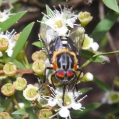 Scaptia (Scaptia) auriflua (A flower-feeding march fly) at Acton, ACT - 5 Feb 2021 by HelenCross