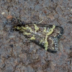 Scoparia spelaea at Melba, ACT - 14 Jan 2021