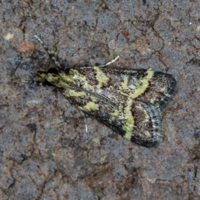 Scoparia spelaea (a Crambid moth) at Melba, ACT - 14 Jan 2021 by Bron