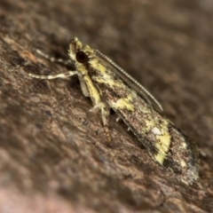 Scoparia spelaea at Melba, ACT - 14 Jan 2021