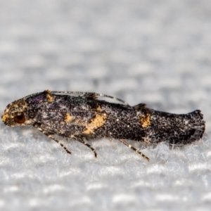 Epermeniidae (family) at Melba, ACT - 12 Jan 2021