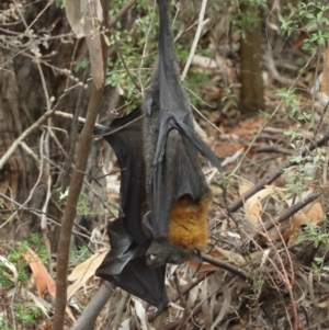 Pteropus poliocephalus at Watson, ACT - 5 Feb 2021