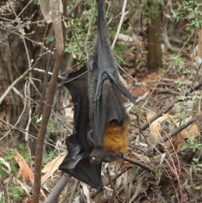 Pteropus poliocephalus (Grey-headed Flying-fox) at Watson, ACT - 5 Feb 2021 by TimL