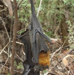 Pteropus poliocephalus at Watson, ACT - 5 Feb 2021