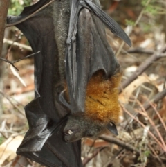 Pteropus poliocephalus at Watson, ACT - 5 Feb 2021