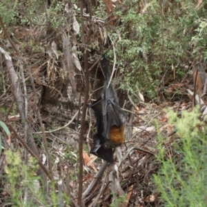 Pteropus poliocephalus at Watson, ACT - 5 Feb 2021