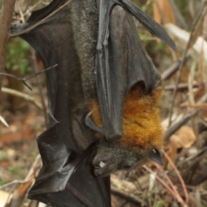 Pteropus poliocephalus at Watson, ACT - 5 Feb 2021