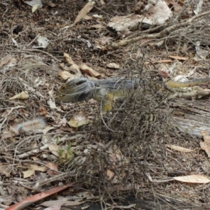 Pogona barbata at Watson, ACT - suppressed