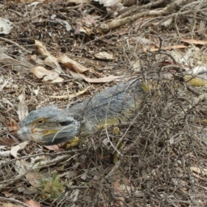 Pogona barbata at Watson, ACT - 5 Feb 2021