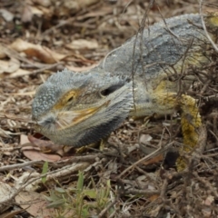 Pogona barbata at Watson, ACT - suppressed