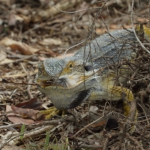 Pogona barbata at Watson, ACT - suppressed