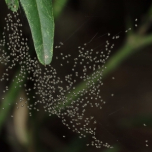 Araneidae (family) at Acton, ACT - suppressed