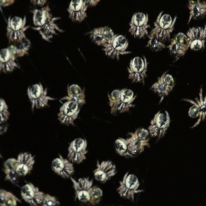 Araneidae (family) at Acton, ACT - 5 Feb 2021