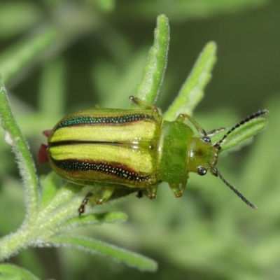 Calomela vittata (Acacia leaf beetle) at ANBG - 5 Feb 2021 by TimL