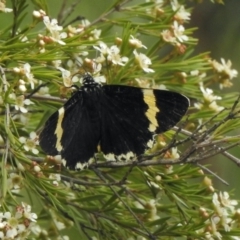 Eutrichopidia latinus (Yellow-banded Day-moth) at Aranda, ACT - 5 Feb 2021 by KMcCue