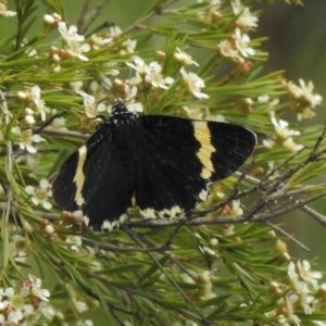 Eutrichopidia latinus at Aranda, ACT - 5 Feb 2021