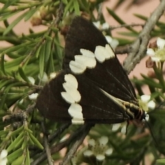 Nyctemera amicus (Senecio Moth, Magpie Moth, Cineraria Moth) at Aranda, ACT - 5 Feb 2021 by KMcCue