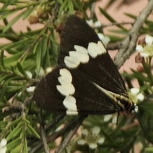 Nyctemera amicus at Aranda, ACT - 5 Feb 2021 12:21 PM