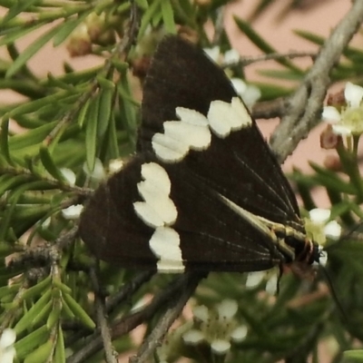 Nyctemera amicus (Senecio Moth, Magpie Moth, Cineraria Moth) at Aranda, ACT - 5 Feb 2021 by KMcCue