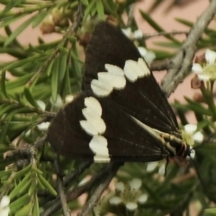 Nyctemera amicus (Senecio or Magpie moth) at Aranda, ACT - 5 Feb 2021 by KMcCue