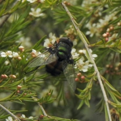 Rutilia (Chrysorutilia) sp. (genus & subgenus) (A Bristle Fly) at Aranda, ACT - 5 Feb 2021 by KMcCue