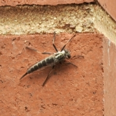 Cerdistus sp. (genus) (Yellow Slender Robber Fly) at Aranda, ACT - 5 Feb 2021 by KMcCue