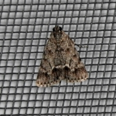 Spectrotrota fimbrialis (A Pyralid moth) at Aranda, ACT - 5 Feb 2021 by KMcCue