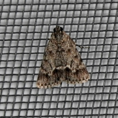 Spectrotrota fimbrialis (A Pyralid moth) at Aranda, ACT - 5 Feb 2021 by KMcCue