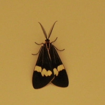 Nyctemera amicus (Senecio Moth, Magpie Moth, Cineraria Moth) at Aranda, ACT - 5 Feb 2021 by KMcCue